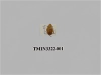 藏品(台灣微條金龜)的圖片